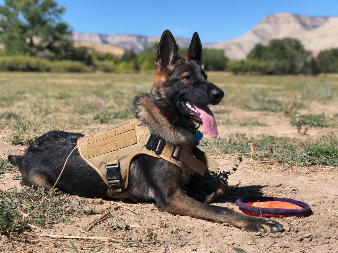 PETRAVEL CN Military Dog Harness Vest Leash Set With Patches