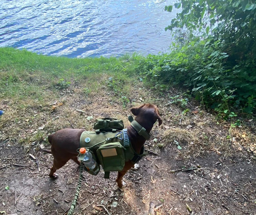 PETRAVEL CN Military Dog Harness Vest Leash Set With Patches