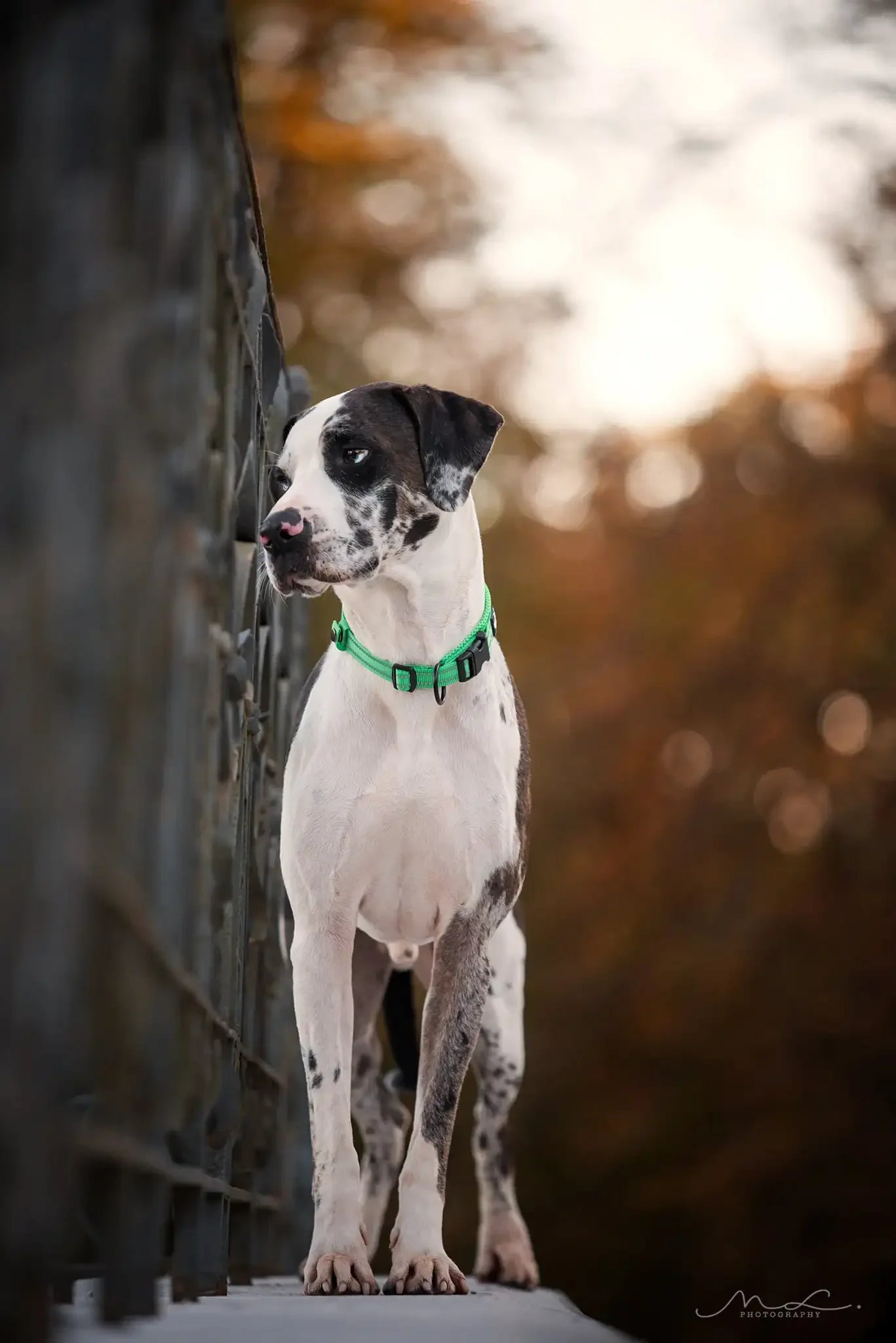 TRUELOVE Adjustable Nylon Dog Collar With Padded Reflective Training